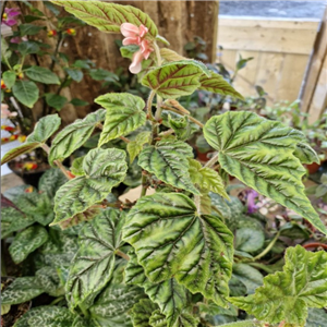 Begonia Metallica